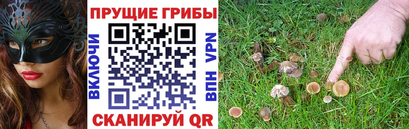 mega как войти  Рыбинск  Псилоцибиновые грибы GOLDEN TEACHER 